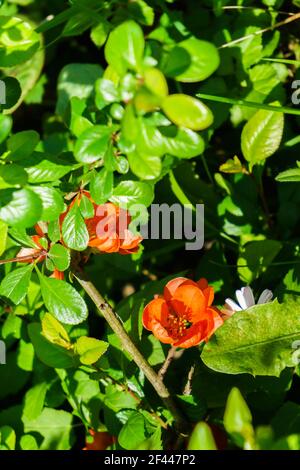 Rot blühende Quitten Zweige im Frühlingsgarten Stockfoto