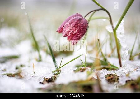 Fritillarnattern Kopf Lilie (Fritillaria meleagris) im Schnee Stockfoto