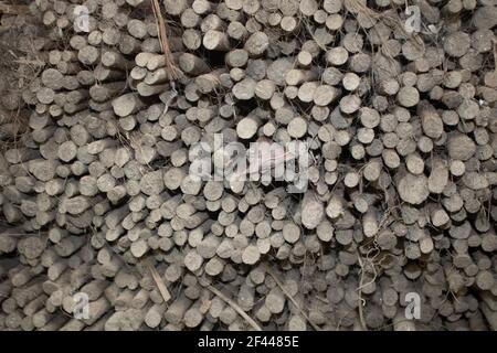 Bild von getrockneten Jutesticks in Stapeln angeordnet. Eine schöne Jute Hintergrundstruktur. Stockfoto