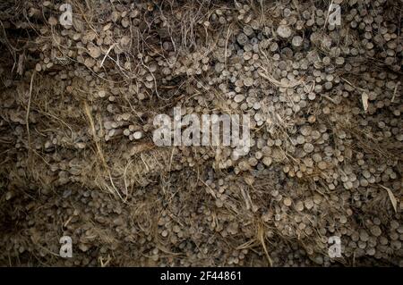 Die getrockneten Jutesticks werden aufgeschichtet. Jute ist auf diese Weise im Dorf angeordnet. Das Arrangement hat eine schöne Textur geschaffen. Stockfoto