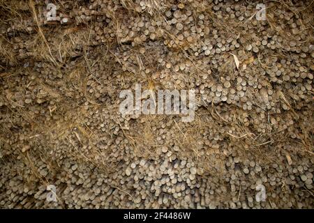 Bild von getrockneten Jutesticks in Stapeln angeordnet. Eine schöne Jute Hintergrundstruktur. Stockfoto