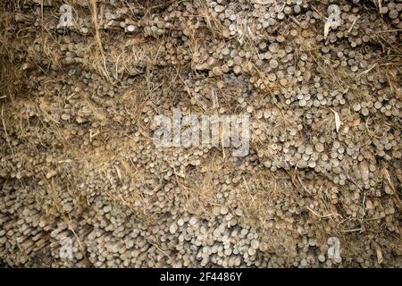 Bild von getrockneten Jutesticks in Stapeln angeordnet. Eine schöne Jute Hintergrundstruktur. Stockfoto