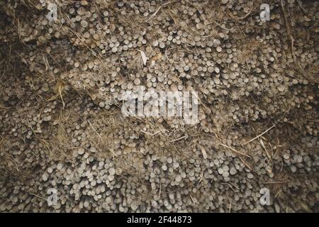 Bild von getrockneten Jutesticks in Stapeln angeordnet. Eine schöne Jute Hintergrundstruktur. Stockfoto