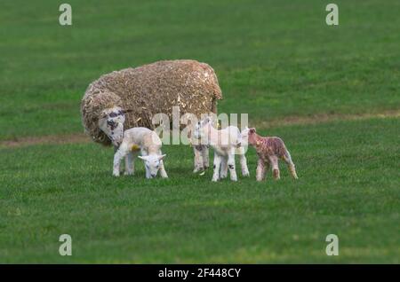 Swaledale Maultier Ewe mit ihren drei neugeborenen Lämmern im Frühling, stand in grüner Wiese. Ein Lamm wurde gerade geboren. Konzept: Die Liebe einer Mutter. Landschaft Stockfoto