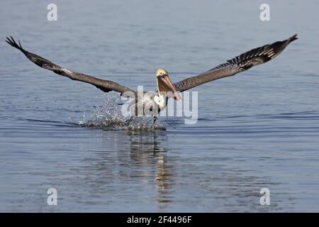 Brauner Pelikan (Pelecanus Occidentalis) Angeln Ding Darling NWR, Florida, USA BI001108 Stockfoto