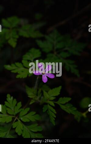 Kleine Blume, Geranium robertianum, allgemein bekannt als Herb-Robert, Red Robin, Fox Geranium oder Roberts Geranium, ist eine häufige Art von Cranesbill. Stockfoto