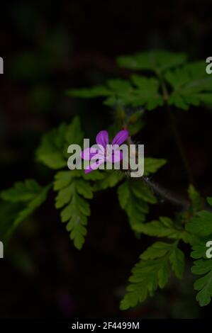 Kleine Blume, Geranium robertianum, allgemein bekannt als Herb-Robert, Red Robin, Fox Geranium oder Roberts Geranium, ist eine häufige Art von Cranesbill. Stockfoto