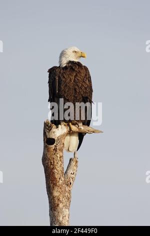 Weißkopfadler auf abgestorbenen Baum (Haliaeetus leucocephalus) Viera Wetlands, florida, USA BI001208 Stockfoto