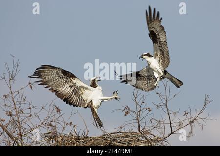 Fischadler kämpfen um Nestplatz (Pandon haliaetus) Cypress Lake, florida, USA BI001342 Stockfoto