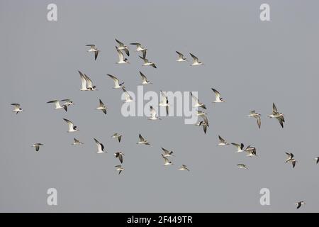 Black Skimmer Flock (Rhynchops niger) Fort de Soto, florida, USA BI001423 Stockfoto