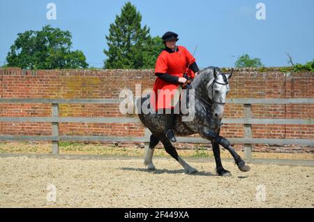 Dapple Grey Pferd wird trainiert, Reiter trägt elisabethanische Kostüm. Stockfoto