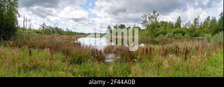 Natürliche Moorlandschaft mit See - Schwenninger Moos, Deutschland Stockfoto