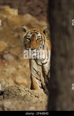 Royal Bengal Tiger Looking, Ranthambore National Park, Wildlife Sanctuary, Ranthambhore, Sawai Madhopur, Rajasthan, Indien, Asien Stockfoto