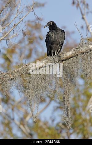 Amerikanischer Schwarzgeier auf spanischem Moos bedecktem Baum (Coragyps atratus) Cypress Lake, florida, USA BI001766 Stockfoto