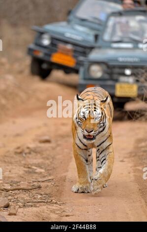 Royal Bengal Tiger Walking Touristenjeeps folgen, Ranthambore National Park, Wildlife Sanctuary, Ranthambhore, Sawai Madhopur, Rajasthan, Indien, Asien Stockfoto