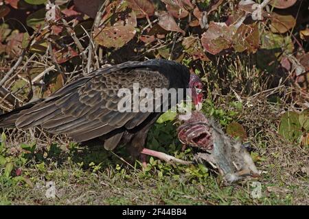 Türkei Geier mit totem Waschbär (Cathartes Aura) Fort de Soto, florida, USA BI001788 Stockfoto