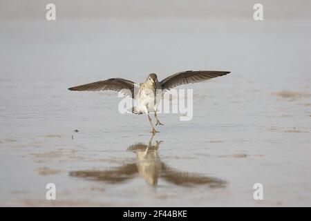 Short Billed Dowitcher coming in to Land (Limnodromus griseus) Fort de Soto, florida, USA BI001864 Stockfoto