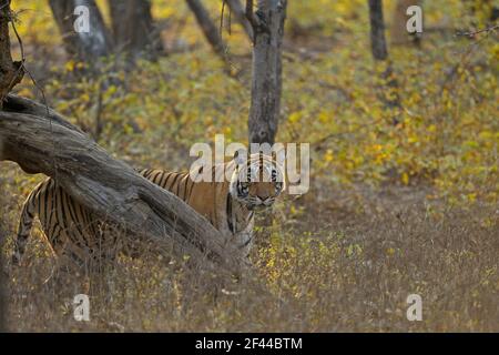 Radio Kragen Tiger stalking Beute in ihrem Lebensraum in Ranthambhore National Park, Indien Stockfoto