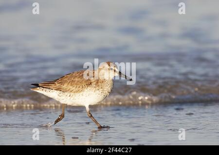 Knotenfütterung entlang der Küste (Calidris canutus) Fort de Soto, florida, USA BI001922 Stockfoto