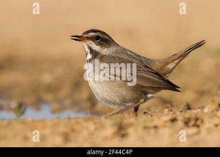 Weibliche Bluethroat (Luscinia svecica) in der Nähe einer Wasserpfütze in der Wüste, überwinternd in Negev, israel fotografiert im Januar Stockfoto