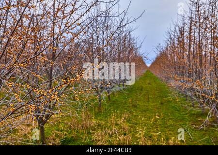 Pflanzen von Sanddornsträuchern im frühen Frühjahr Stockfoto