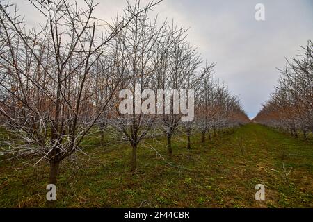 Pflanzen von Sanddornsträuchern im frühen Frühjahr Stockfoto