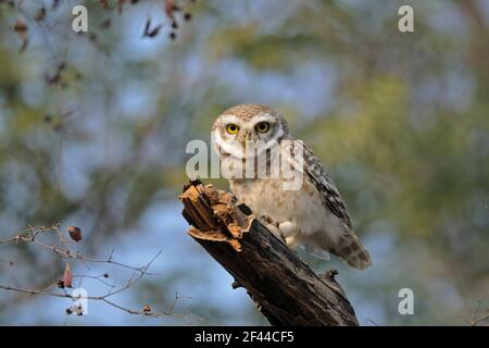 Spotted Owlet, Athene brama, Ranthambore National Park, Wildlife Sanctuary, Ranthambhore, Sawai Madhopur, Rajasthan, Indien, Asien Stockfoto