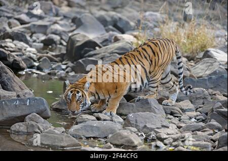 Royal Bengal Tiger Drinking Waterhole, Ranthambore National Park, Wildlife Sanctuary, Ranthambhore, Sawai Madhopur, Rajasthan, Indien, Asien Stockfoto