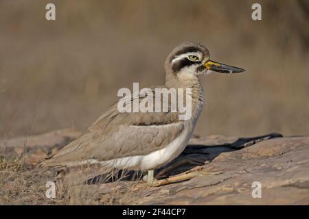 Großes dickes Knie, großer Steincurlew, Esacus recurvirostris, Ranthambore National Park, Wildlife Sanctuary, Ranthambhore, Sawai Madhopur, Rajasthan, Indien, Asien Stockfoto