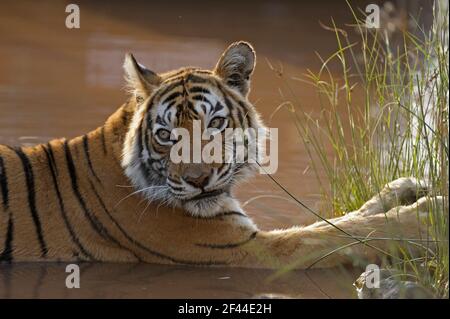 Royal Bengal Tiger sitzen Wasserloch, Ranthambore National Park, Wildlife Sanctuary, Ranthambhore, Sawai Madhopur, Rajasthan, Indien, Asien Stockfoto