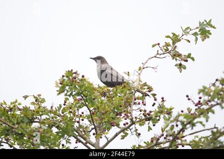 Ring Ouzel (Turdus torquatus) erster Winter in hawthorne Stockfoto