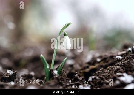 Schneeglöckchen Blumen Frühling Hintergrund, neu entstanden erste Frühlingsblumen Stockfoto
