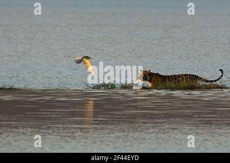 Royal Bengal Tiger Wating Lake, Black capped Nachtreiher fliegen, Ranthambore National Park, Wildlife Sanctuary, Ranthambhore, Sawai Madhopur, Rajasthan, Indien, Asien Stockfoto