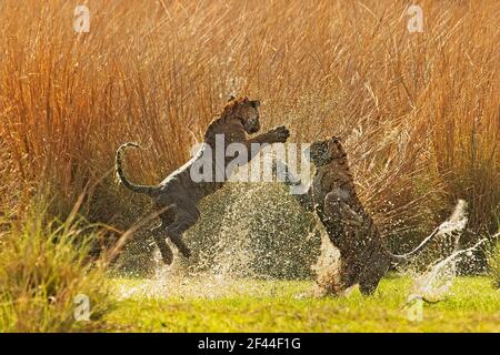 Zwei Royal Bengal Tigers spielen, Ranthambore National Park, Wildlife Sanctuary, Ranthambhore, Sawai Madhopur, Rajasthan, Indien, Asien Stockfoto