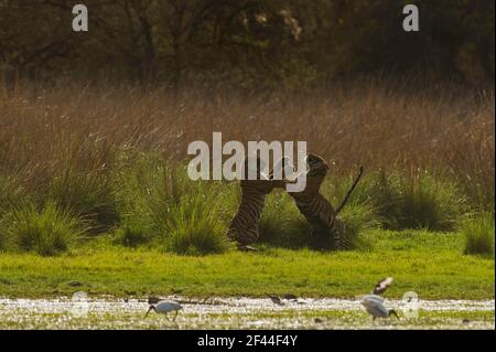 Zwei Royal Bengal Tigers spielen, Ranthambore National Park, Wildlife Sanctuary, Ranthambhore, Sawai Madhopur, Rajasthan, Indien, Asien Stockfoto