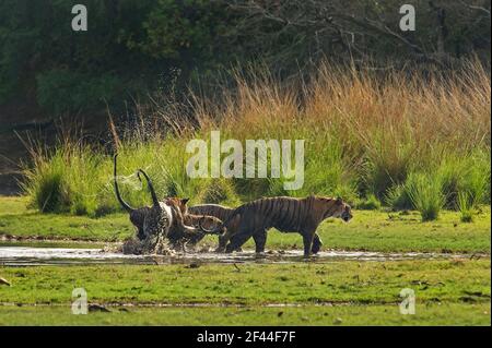 Royal Bengal Tiger Family Playing, Ranthambore National Park, Wildlife Sanctuary, Ranthambhore, Sawai Madhopur, Rajasthan, Indien, Asien Stockfoto