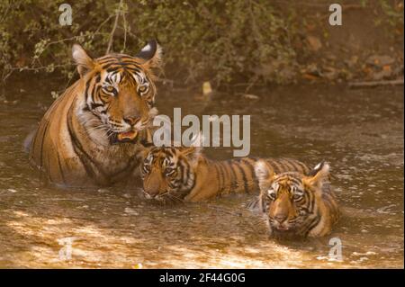 Royal Bengal Tiger Tigress Cubs kühlendes Wasserloch, Ranthambore National Park, Wildlife Sanctuary, Ranthambhore, Sawai Madhopur, Rajasthan, Indien, Asien Stockfoto