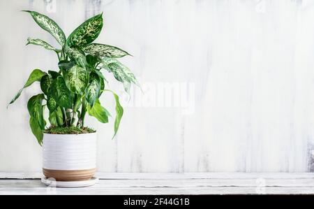 Dumb Cane, Dieffenbachia, eine beliebte Zimmerpflanze, über einem rustikalen weißen Bauernhaus Holztisch mit freiem Platz für Text. Stockfoto