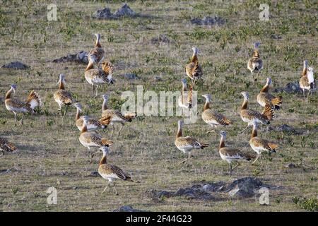 Großer Bustard - Schwarm auf Brutplätzen Otis tarda Extemadura, Spanien BI002630 Stockfoto