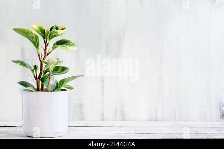 Topfpflanze Peperomia obtusifolia Variegata, Baby Rubber Plant oder Heizkörper Pflanze Zimmerpflanze über einem rustikalen Holztisch mit freiem Platz für Text. Stockfoto