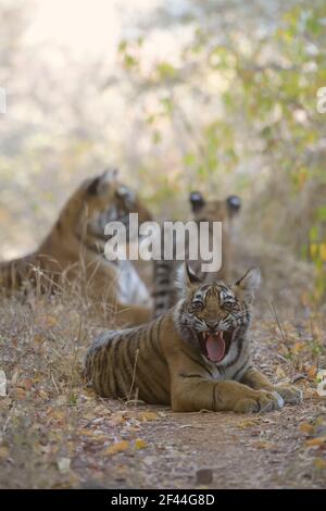 Junge Tiger Cub zu Fuß in den trockenen Wäldern von Ranthambore Nationalpark, mit seinem Bruder und Mutter im Hintergrund Stockfoto