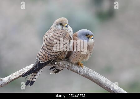 Kleiner Turmfalke(Falco naumanni) Paar Extremadura, Spanien BI002706 Stockfoto