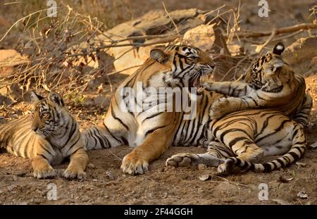 Royal Bengal Tiger Tigress mit Jungen, die sich beim Spielen ausruhen, Ranthambore National Park, Wildlife Sanctuary, Ranthambhore, Sawai Madhopur, Rajasthan, Indien, Asien Stockfoto