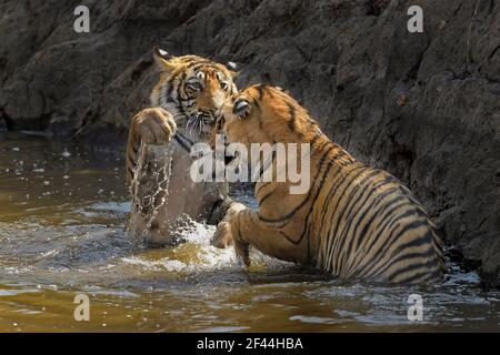 Zwei unterErwachsene wilde Tiger Jungen spielen in einem Wasser Loch während der heißen und trockenen Sommer in Ranthambhore Tiger Reserve von Indien Stockfoto