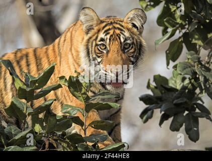 Royal Bengal Tiger Cub sitzender Baumstamm, Ranthambore National Park, Wildlife Sanctuary, Ranthambhore, Sawai Madhopur, Rajasthan, Indien, Asien Stockfoto