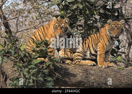 Zwei Königlich-bengalische Tiger-Jungen sitzen Baumstamm, Ranthambore National Park, Wildlife Sanctuary, Ranthambhore, Sawai Madhopur, Rajasthan, Indien, Asien Stockfoto