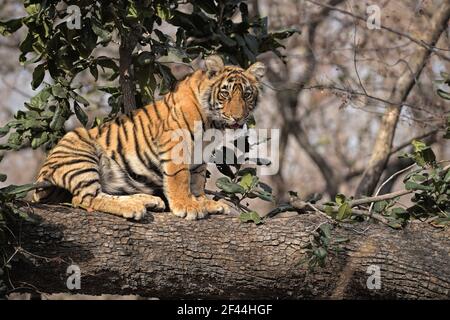 Royal Bengal Tiger Cub sitzender Baumstamm, Ranthambore National Park, Wildlife Sanctuary, Ranthambhore, Sawai Madhopur, Rajasthan, Indien, Asien Stockfoto