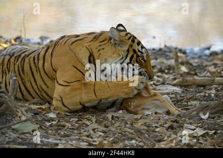 Königlicher bengalischer Tiger, der gefleckte Hirschkalb frisst, Ranthambore National Park, Wildlife Sanctuary, Ranthambhore, Sawai Madhopur, Rajasthan, Indien, Asien Stockfoto