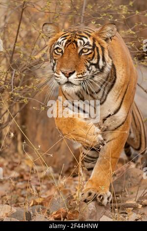 Royal Bengal Tiger Stalking Jagd, Ranthambore National Park, Wildlife Sanctuary, Ranthambhore, Sawai Madhopur, Rajasthan, Indien, Asien Stockfoto