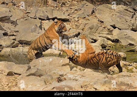 Zwei Royal Bengal Tigers kämpfen spielen, Ranthambore National Park, Wildlife Sanctuary, Ranthambhore, Sawai Madhopur, Rajasthan, Indien, Asien Stockfoto